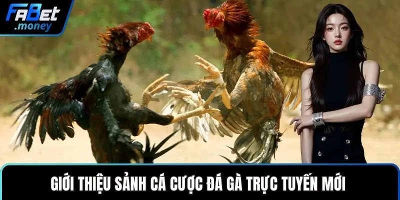 Giới thiệu sảnh cá cược đá gà trực tuyến mới