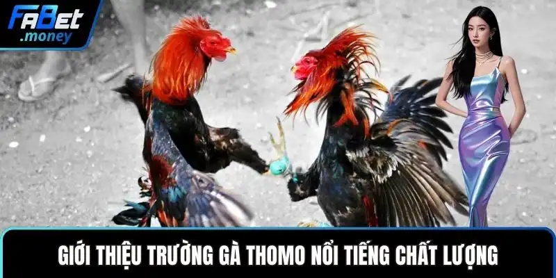Giới thiệu trường gà Thomo nổi tiếng chất lượng