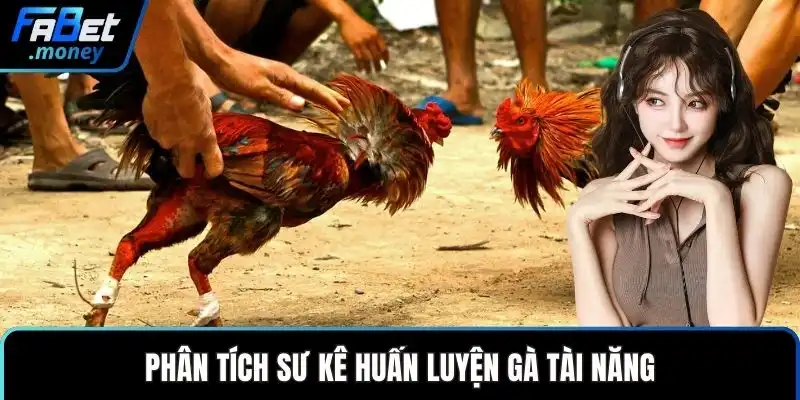 Phân tích sư kê huấn luyện gà tài năng