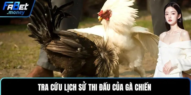 Tra cứu lịch sử thi đấu của gà chiến